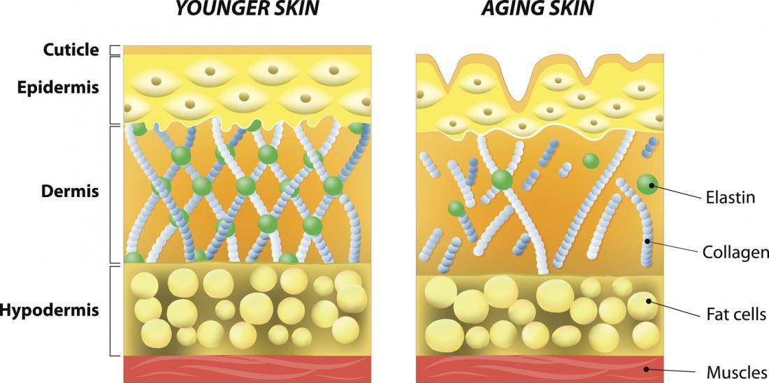 CX Connexin Serum